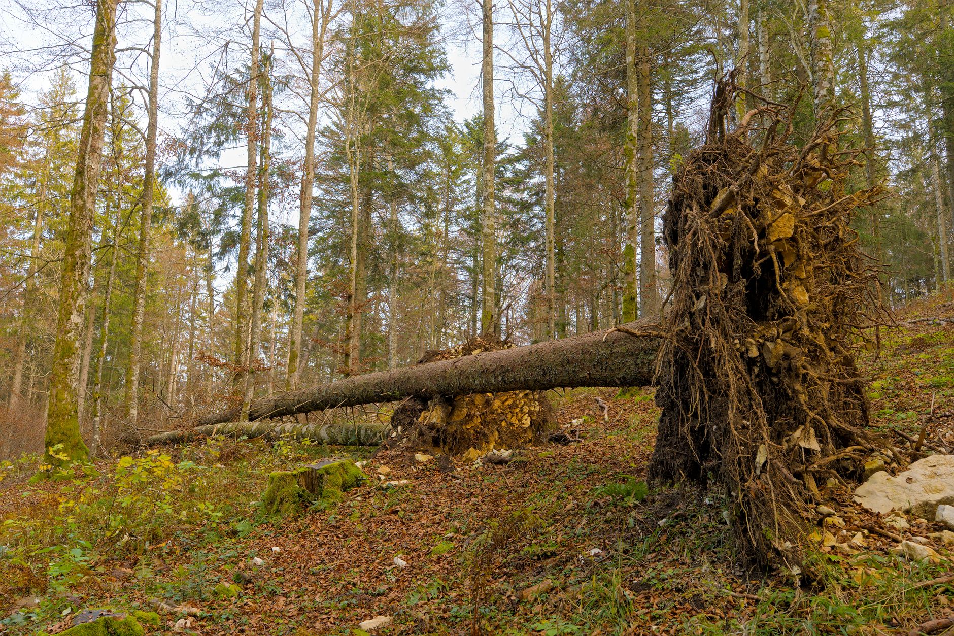 Enlèvement arbre urgence à Hérouville-Saint-Clair